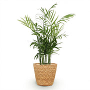 Chamaedorea elegans met mand