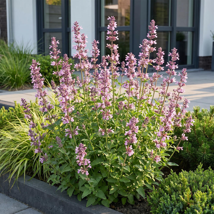 6x Nepeta sib. Wild Orchid - Kattenkruid