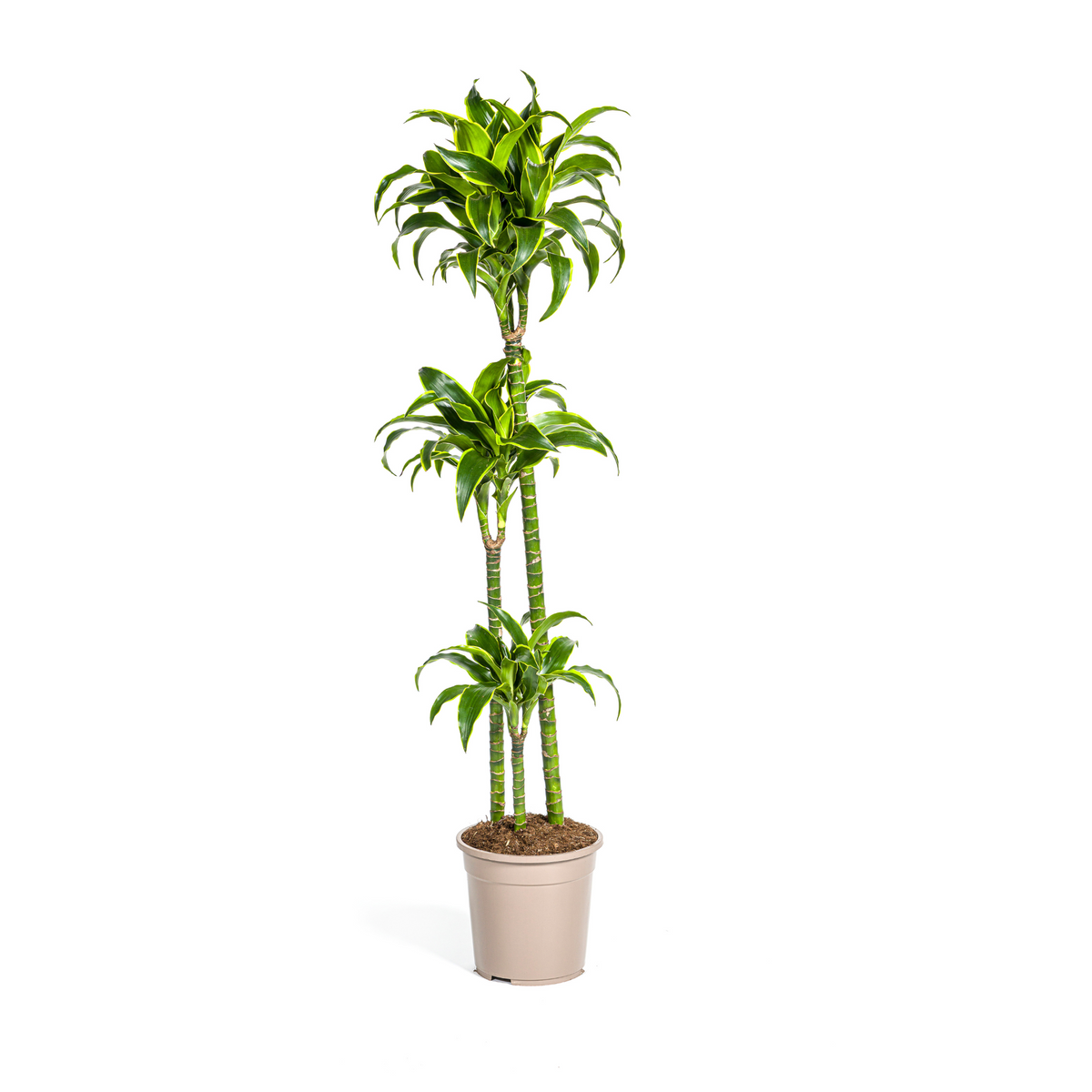 Dracaena Deremensis Dorado, plant in pot