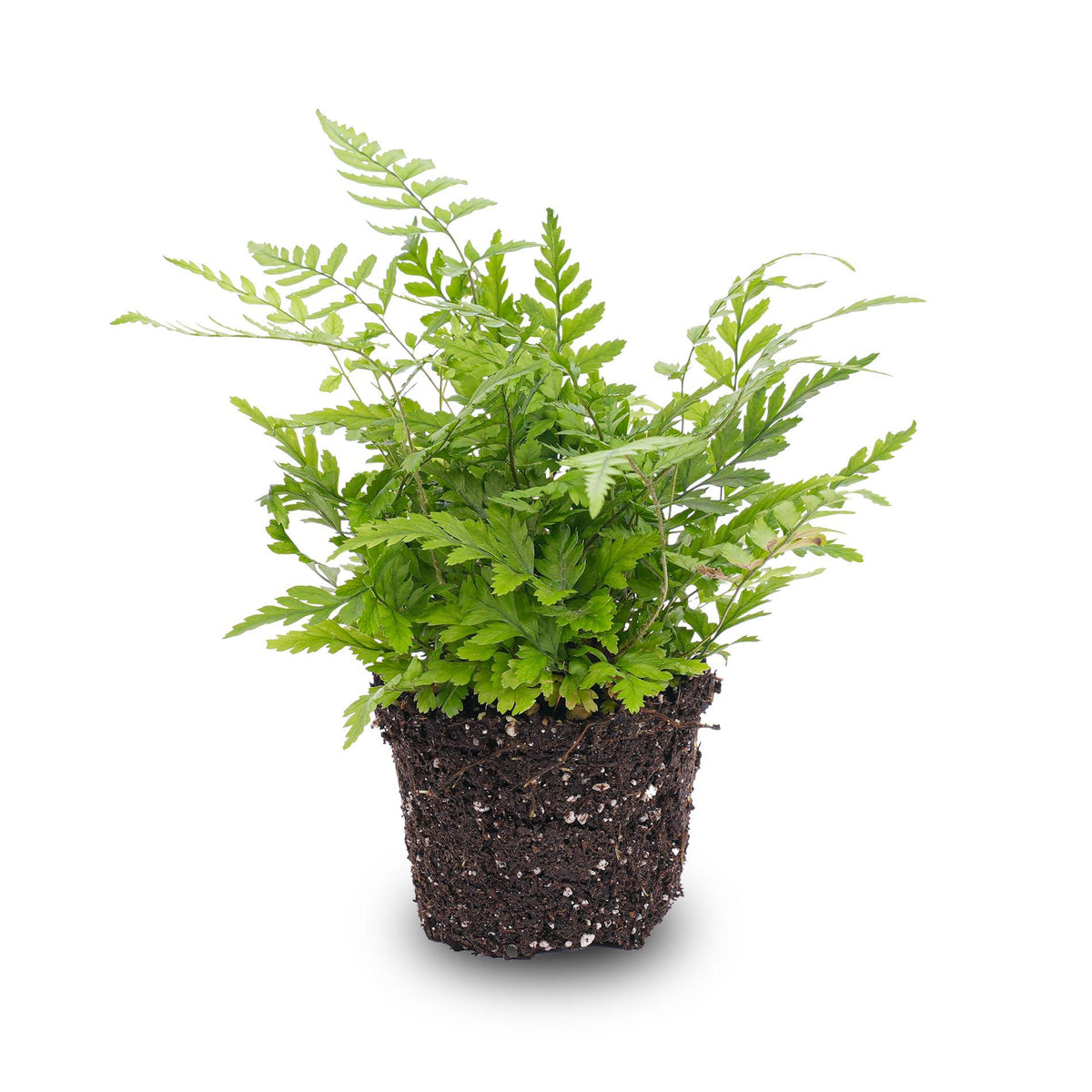 Athyrium spicatum, sierlijke varen voor terrarium, detail van het blad