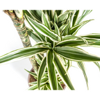 Dracaena Deremensis White Stripe, detail van het blad