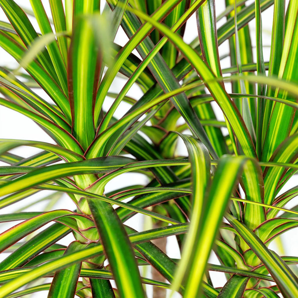 Dracaena Sunray, groeiwijze van de plant
