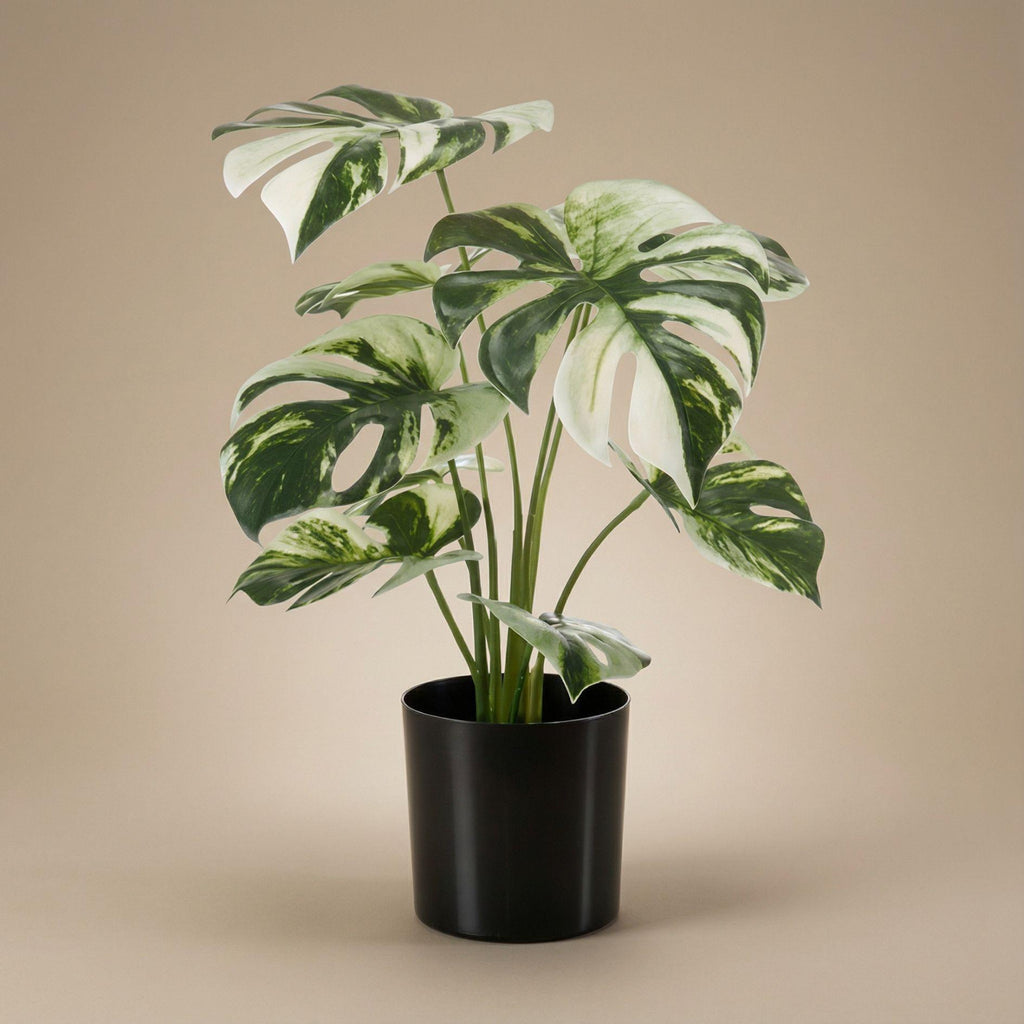 Monstera bush in pot, kenmerkend blad