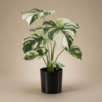 Monstera bush in pot, kenmerkend blad