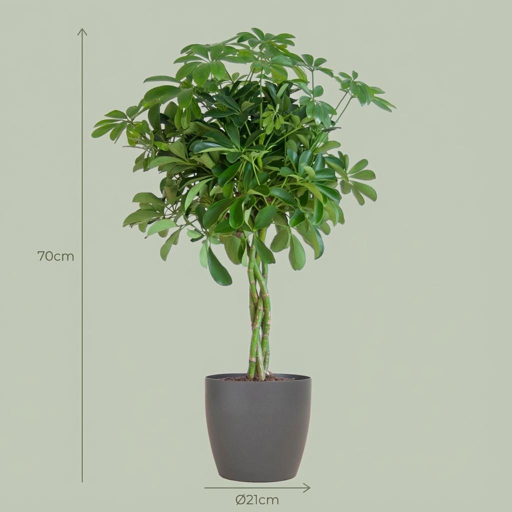 Schefflera Arab Nora met grijze pot, kenmerkend blad