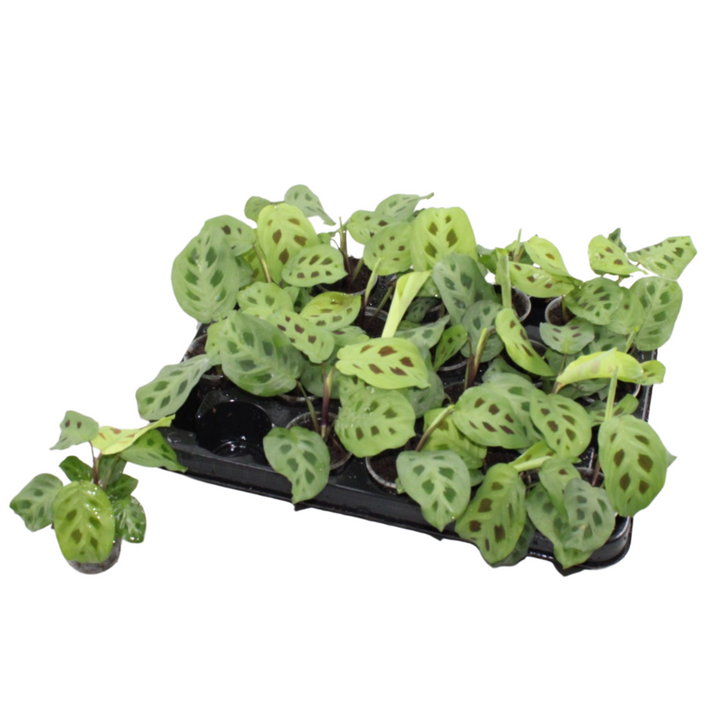 Maranta leu. &