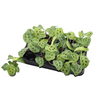 Maranta leu. 'Kerchoveana' - Gebedsplant - Groen - Tropisch - Ø6cm - ↕12cm