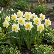 Dubbele narcis &
