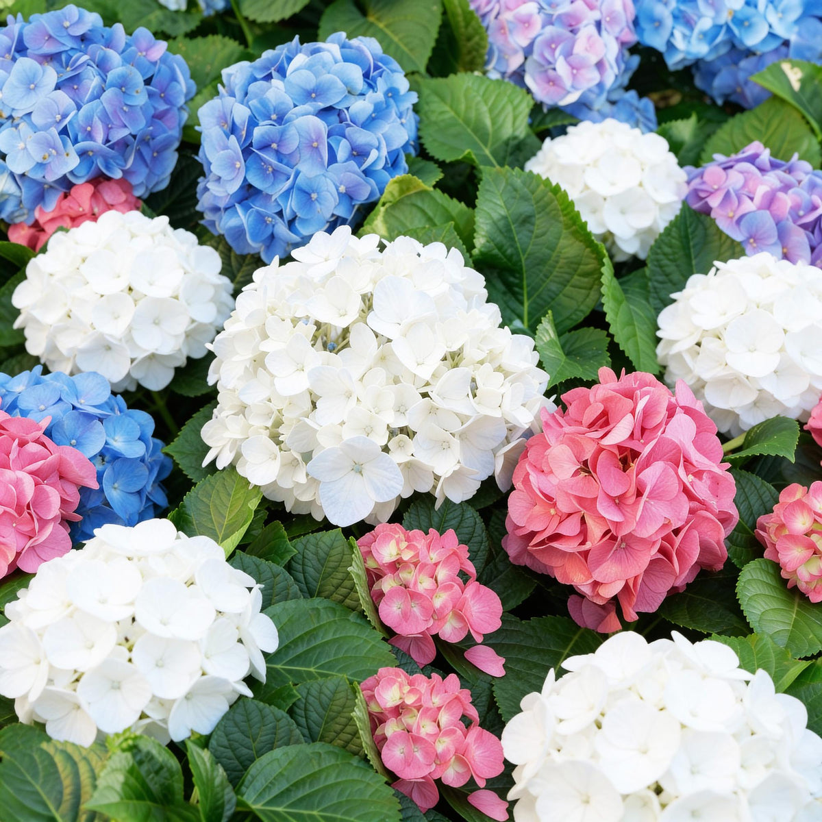 Hydrangea macrophylla Tricolour, groene bladeren