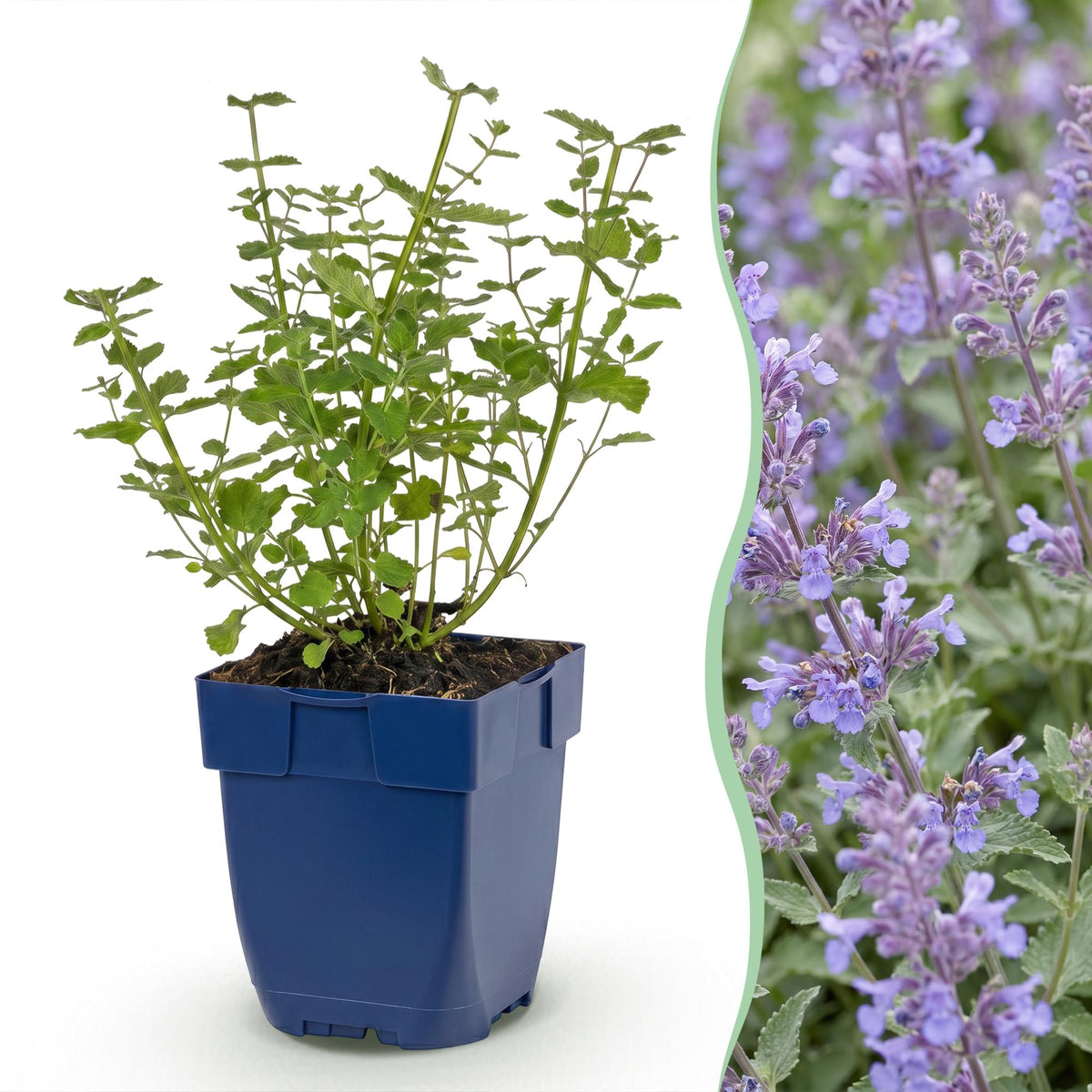 Kattenkruid faassenii Walker's Low, met blauwe bloemen, kenmerkend blad