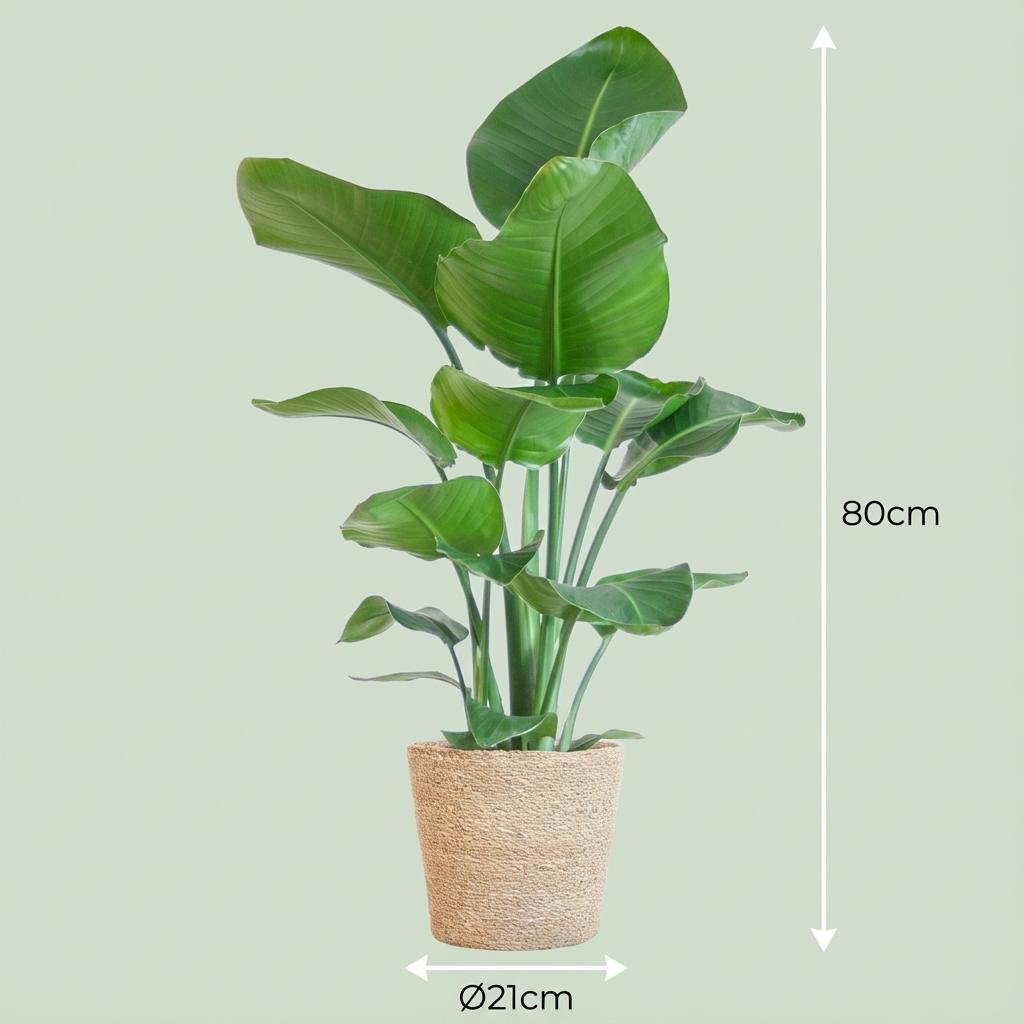 Strelitzia Nicolai met Zeegras mand naturel, kenmerkend blad