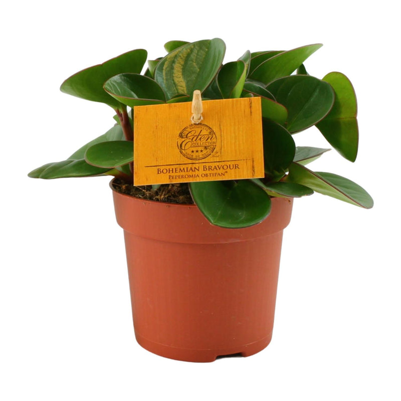 Peperomia kopen: compacte kamerplant met stevig blad van Pureplant