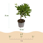 Cotinus coggyria Young Lady, sierlijke plant