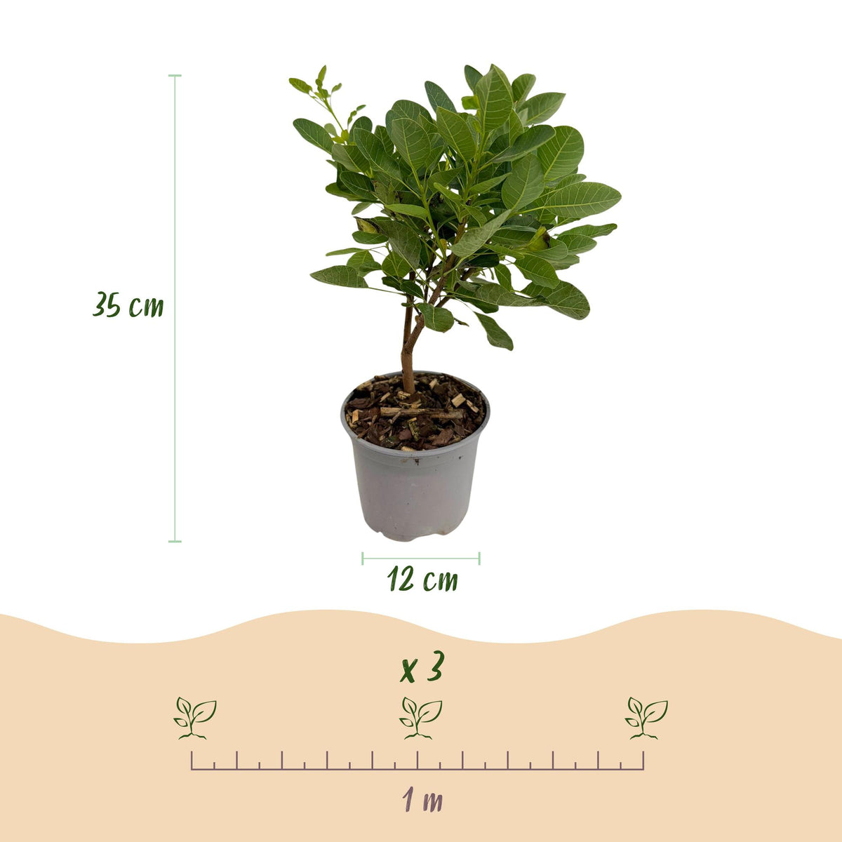 Cotinus coggyria Young Lady, sierlijke plant