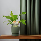 Productfoto van Asplenium Nidus