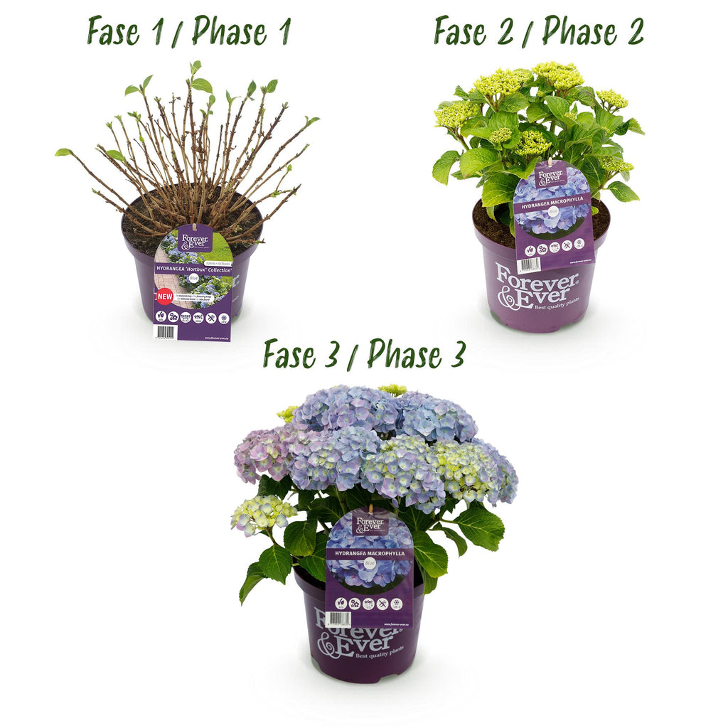 Hortensia Hydrangea Forever & Ever blauw, groeiwijze van de plant