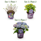 Hortensia Hydrangea Forever & Ever blauw, groeiwijze van de plant