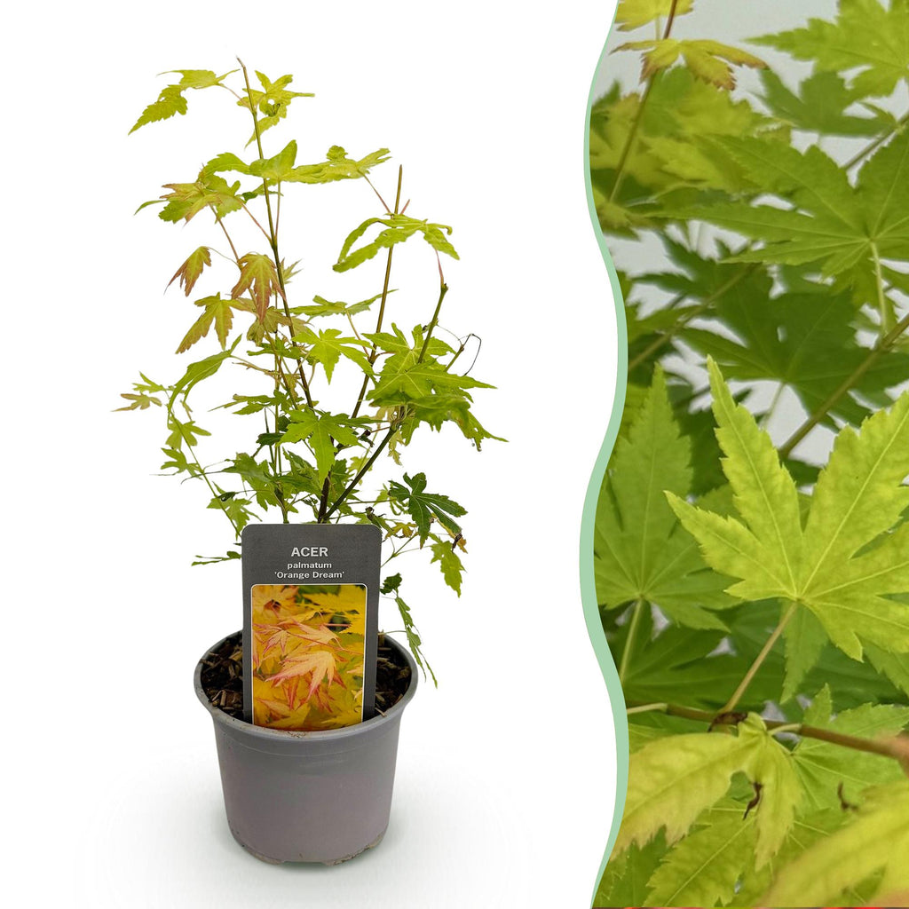 Acer palmatum Orange Dream, 35 cm hoog, plant voor binnen