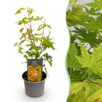 Acer palmatum Orange Dream, 35 cm hoog, plant voor binnen