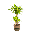 Dracaena Fragrans Massangeana met mand, plant in pot