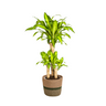 Dracaena Fragrans Massangeana met mand