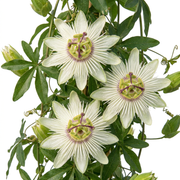 Passiflora caerulea &
