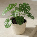 Mand Selin, lichte geweven plantenmand met binnenvoering, plant in pot