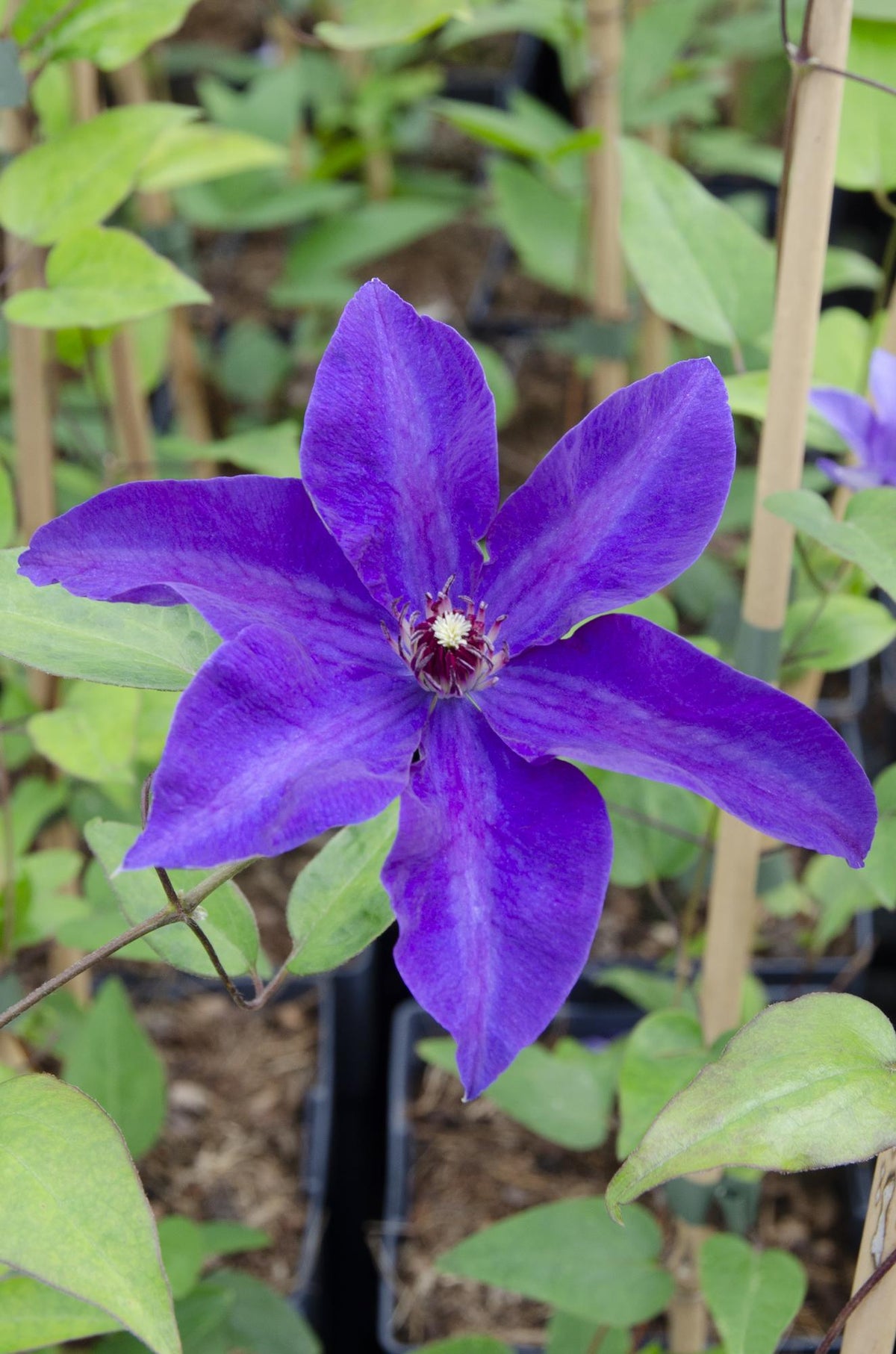 Productfoto van Clematis The President - Clematis Paars