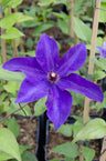 Clematis The President - Clematis Paars
