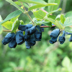 Productafbeelding van Pureplant