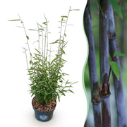 Fargesia nitida Black Dragon, 80 cm hoog