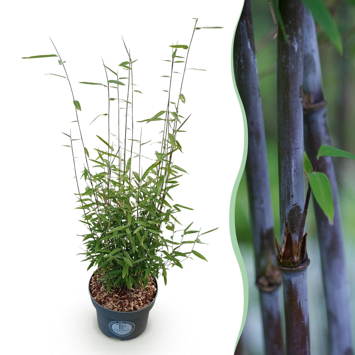 Fargesia nitida Black Dragon, 80 cm hoog, detail van het blad