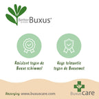 BetterBuxus Babylon Beauty, mot- en schimmelbestendig, plant in pot