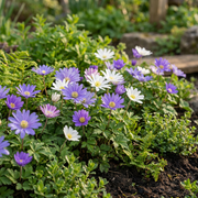 Griekse anemoon Anemone blanda mix bloembollen, foto 2