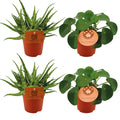 Productfoto van 2x Aloe Spider + 2x Pilea Peperomoides - 4 stuks