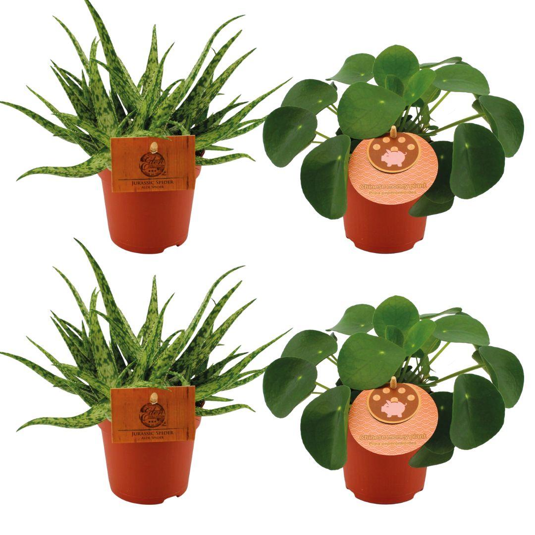 Productfoto van 2x Aloe Spider + 2x Pilea Peperomoides - 4 stuks