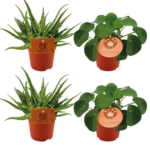 Productfoto van 2x Aloe Spider + 2x Pilea Peperomoides - 4 stuks
