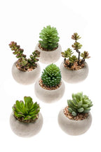 Kunst mini vetplanten in cementen pot - Succulent mix set 6, detail van het blad