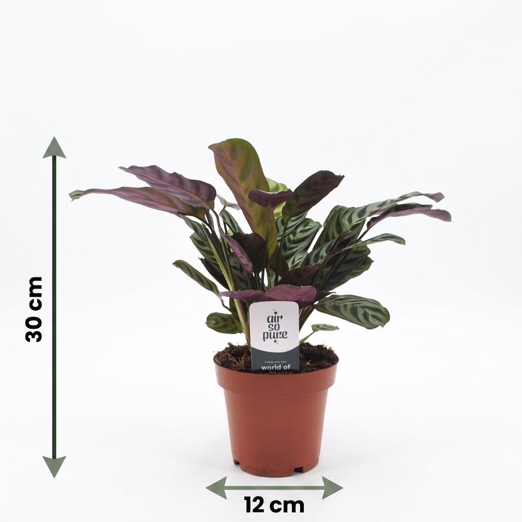 Ctenanthe Burle Marxii - Visgraatplant met mand, plant in kweekpot