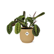 Maranta &