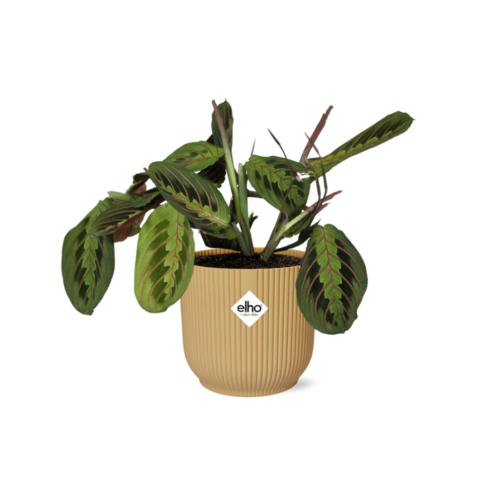 Productfoto van Maranta 'Fascinator Tricolor' in Elho Vibes Fold 14 cm geel
