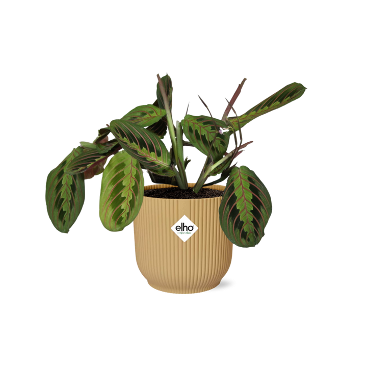 Maranta &