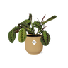 Maranta 'Fascinator Tricolor' in Elho Vibes Fold 14 cm geel