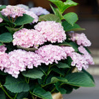 Hortensia Hydrangea Magical Revolution Pink, plant in pot