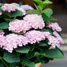 Hortensia