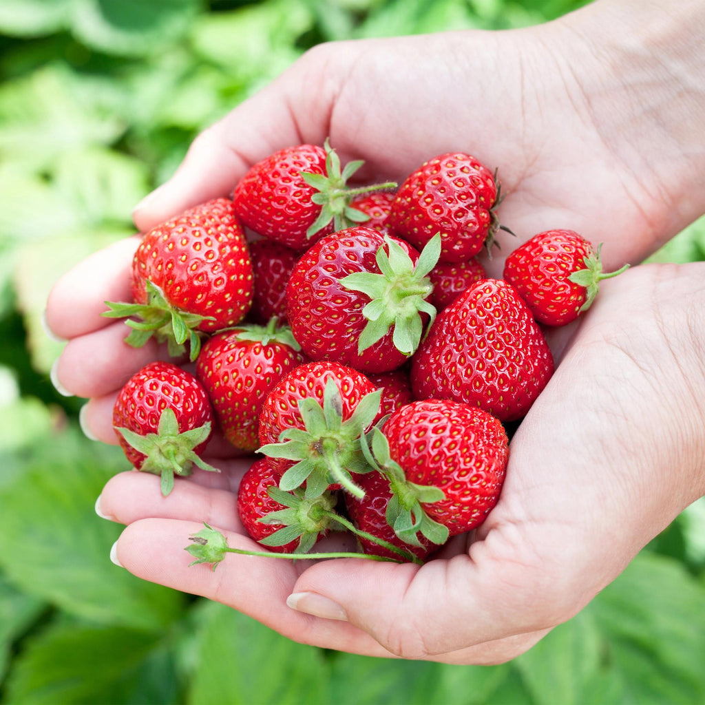 Aardbei Fragaria Elvira, compacte plant