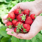 Aardbei Fragaria Elvira, compacte plant