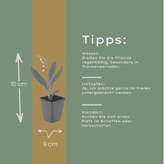 Convallaria majalis