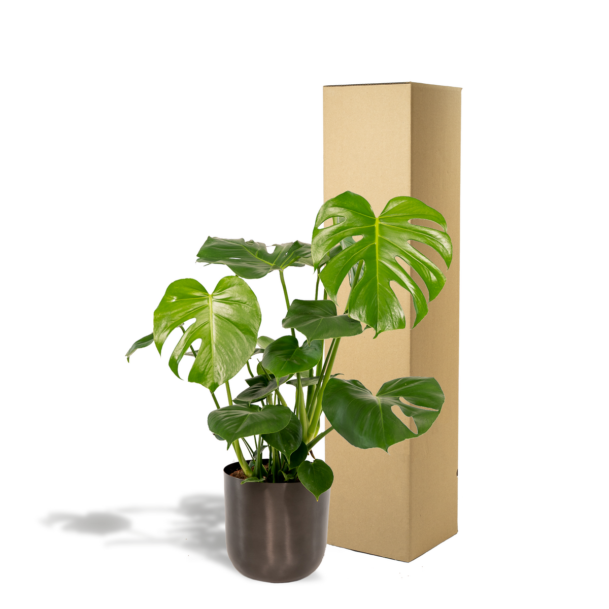 Detailfoto van Monstera Deliciosa