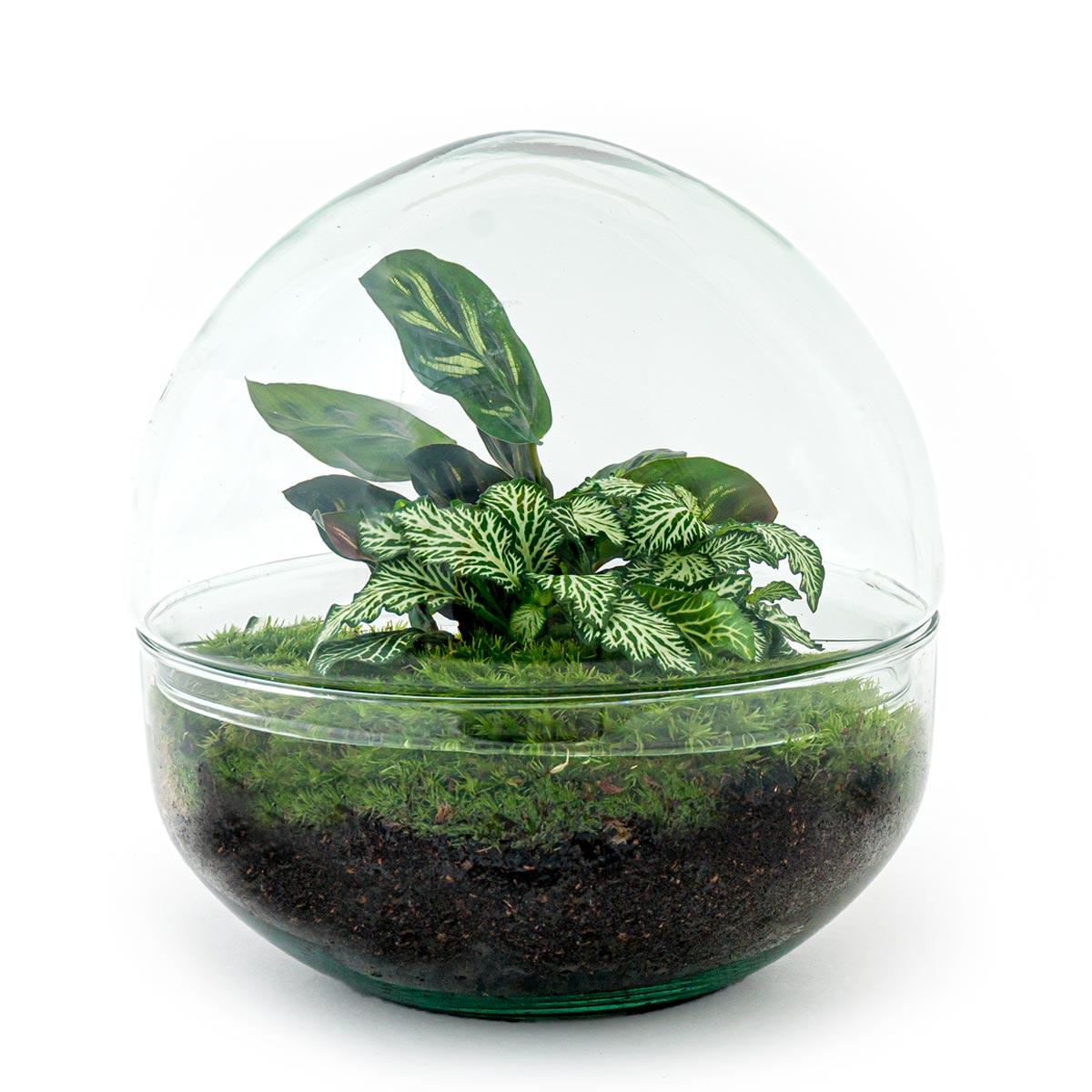 Detailfoto van DIY terrarium bolglas Dome, hark, schep, pincet